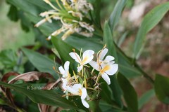 Hedychium flavescens